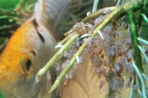 angel fish eggs hatching|More.